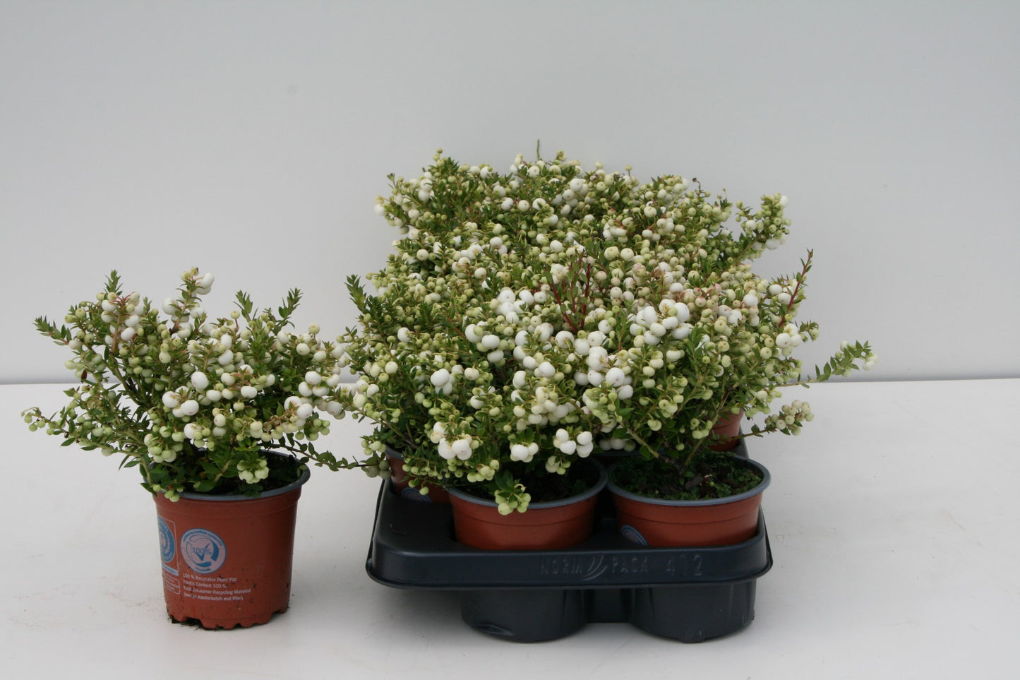 Windhorst & Zn, Firma W. Gaultheria mucr. white Pack of 12