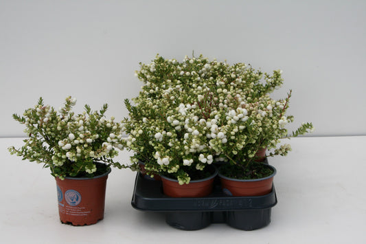 Gaultheria mucr. white 15cm 10.5cm Pot