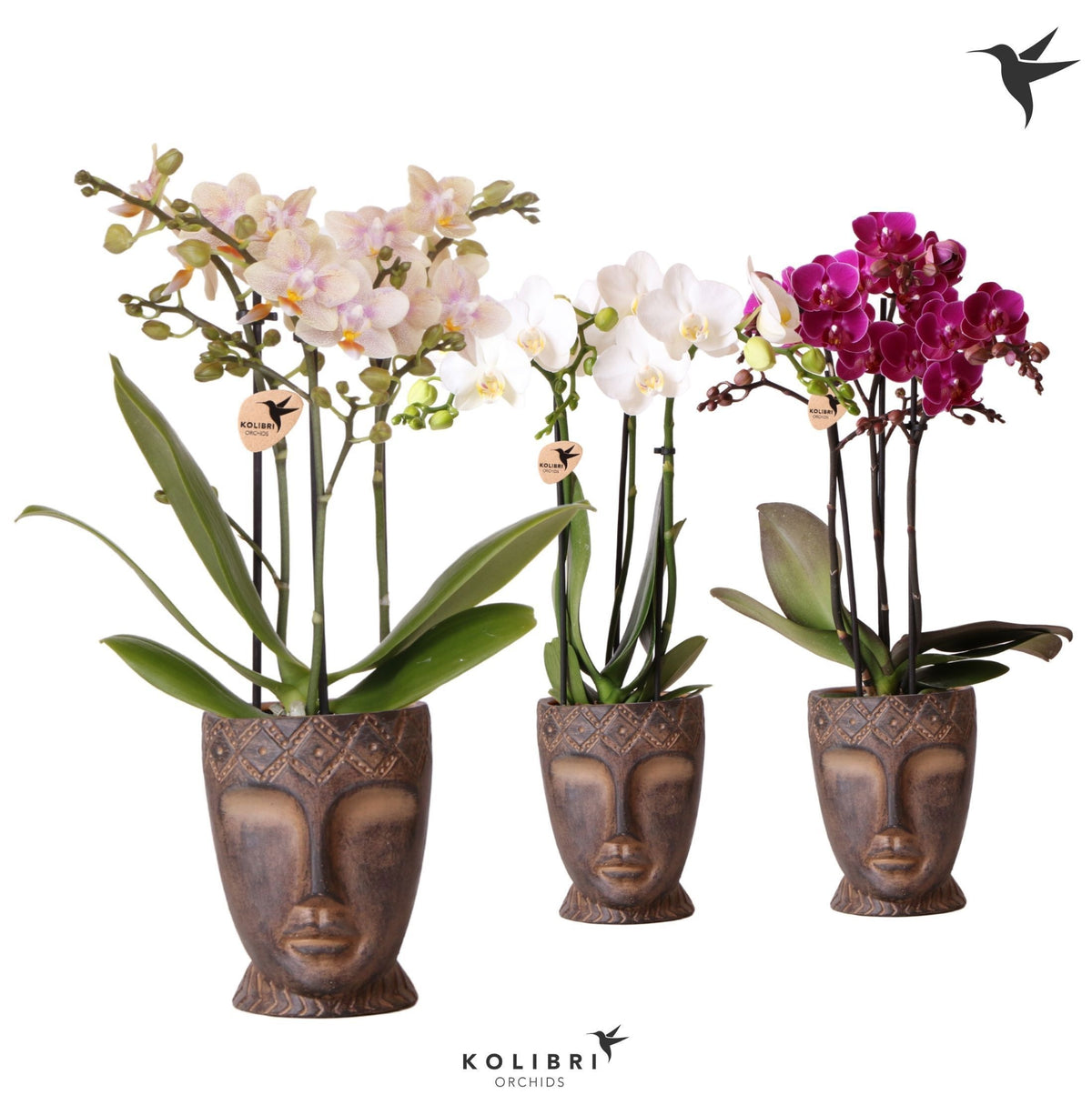 Phalaenopsis mix 40cm 9cm Pot