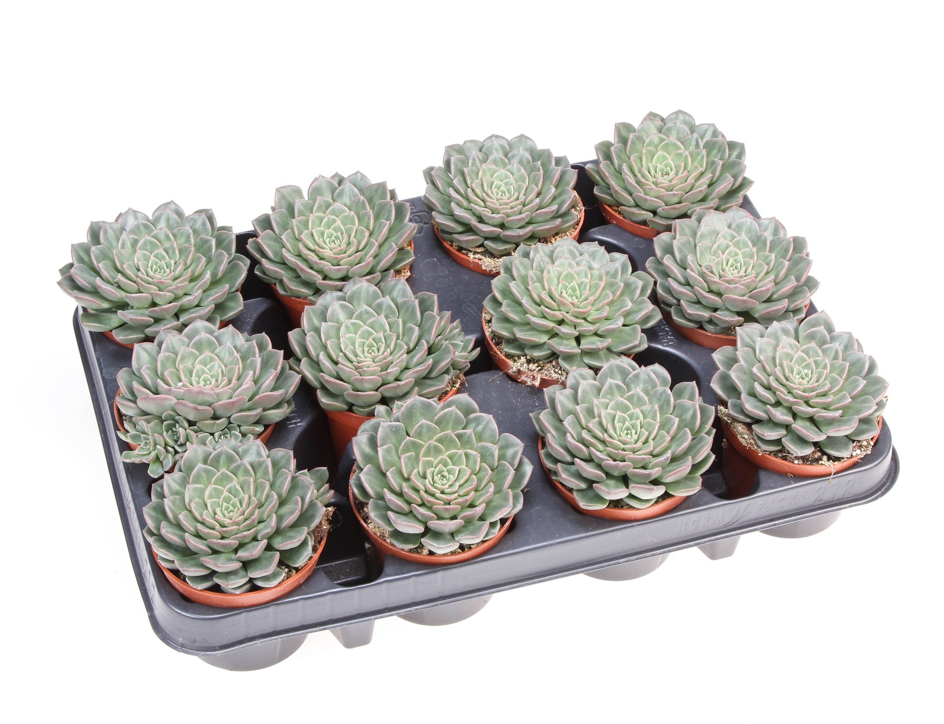Graptopetalum Vega 10cm Special Pot (508)
