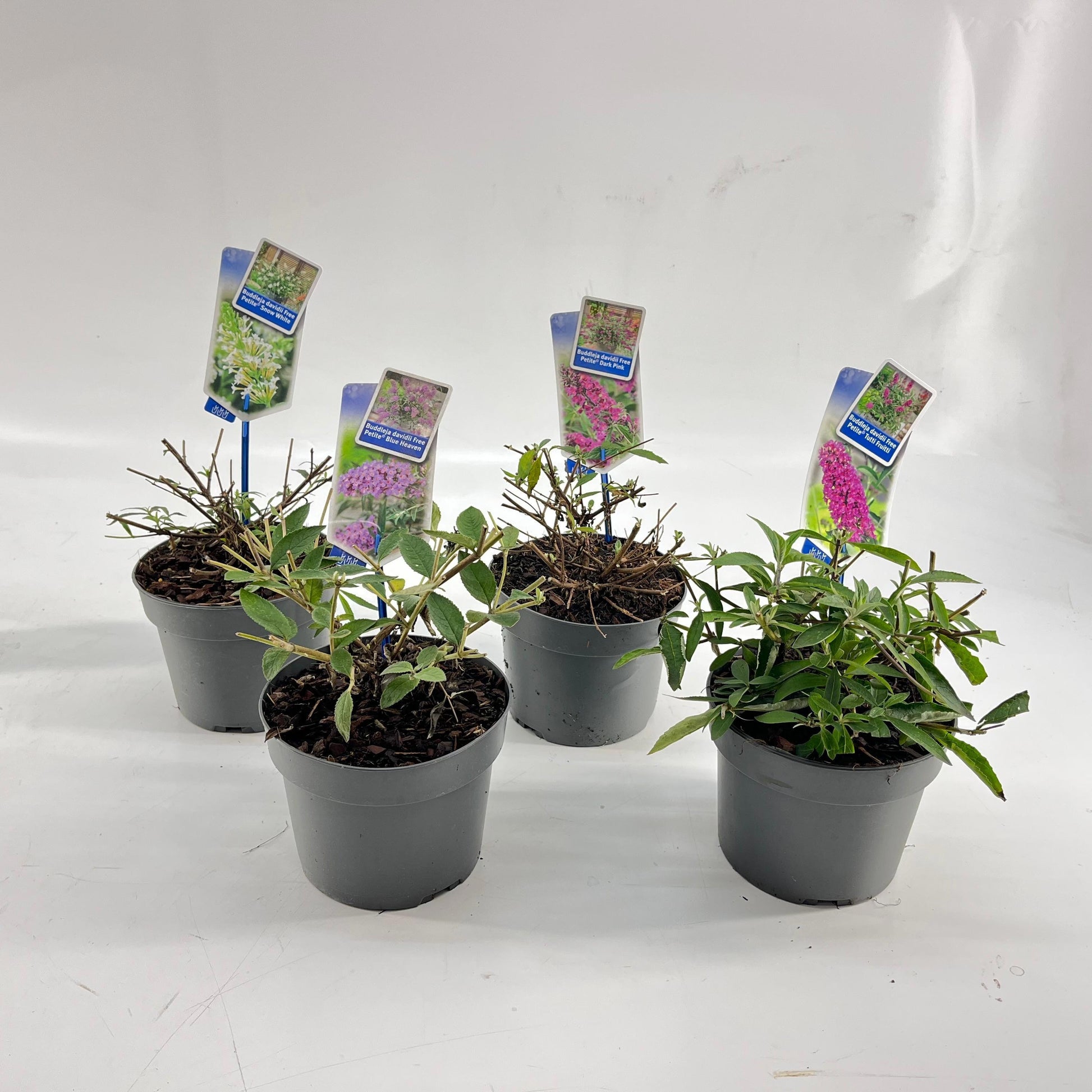 Buddleja davidii mix 20cm 17cm Pot