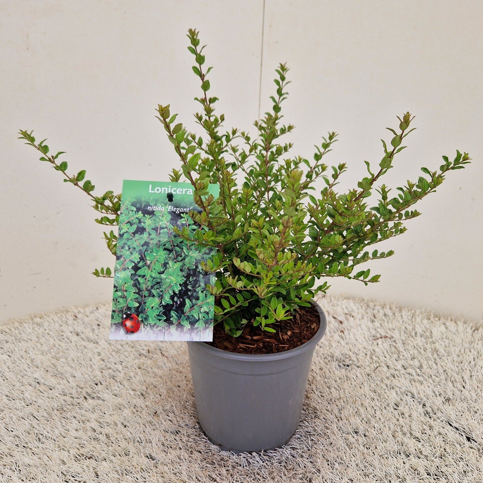 Lonicera Elegant 25cm 15cm Pot