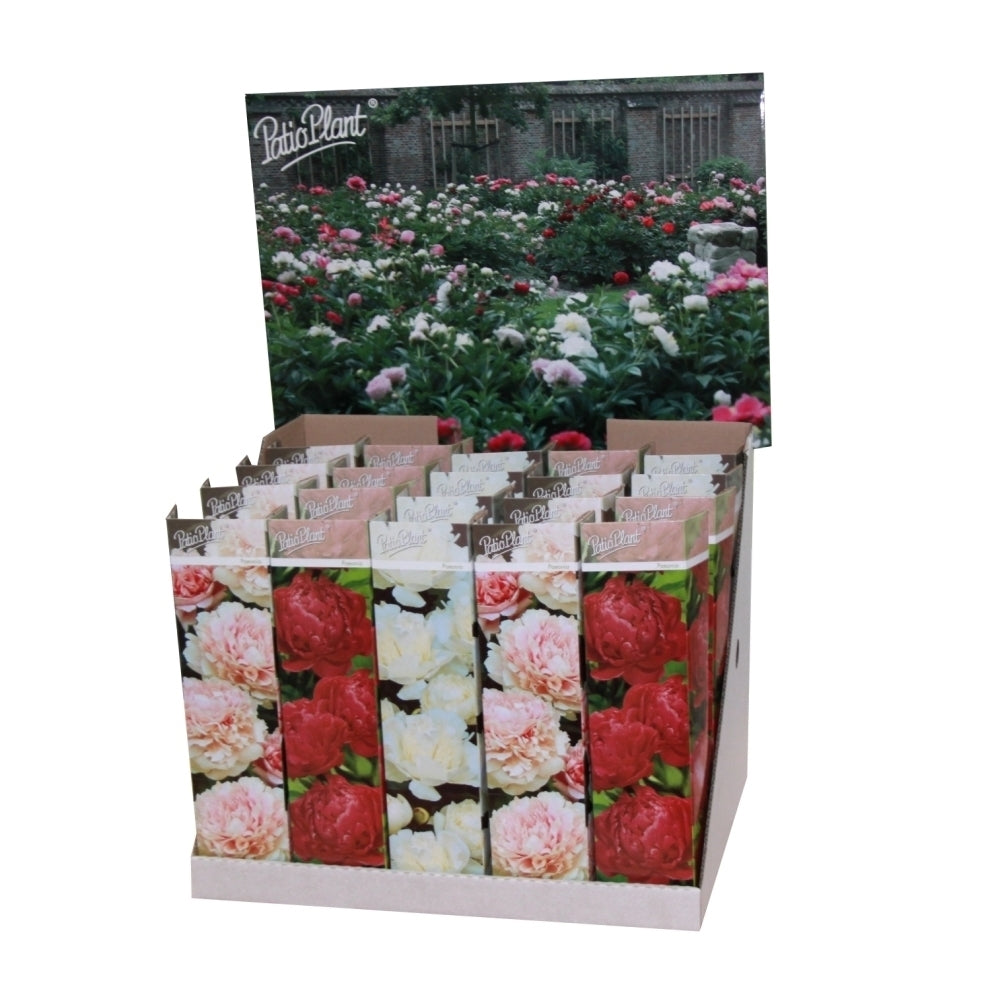 Valk BV Patioplant Paeonia mix Pack of 20