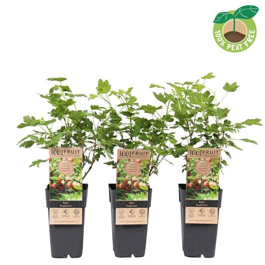 Ribes uva-crispa Captivator 50cm 15cm Pot