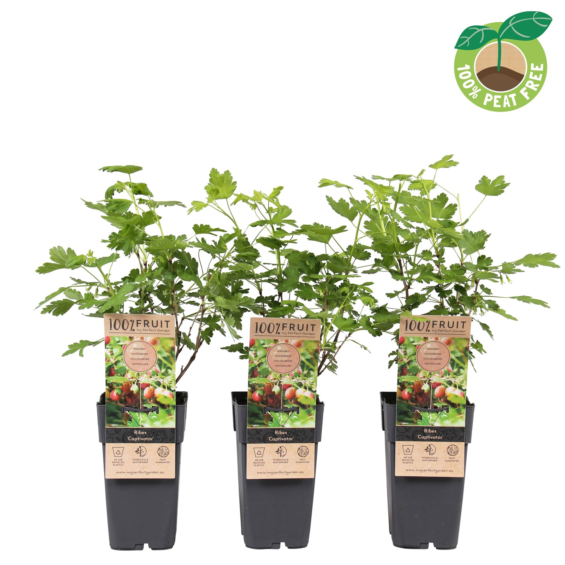 Ribes uva-crispa Captivator 50cm 15cm Pot