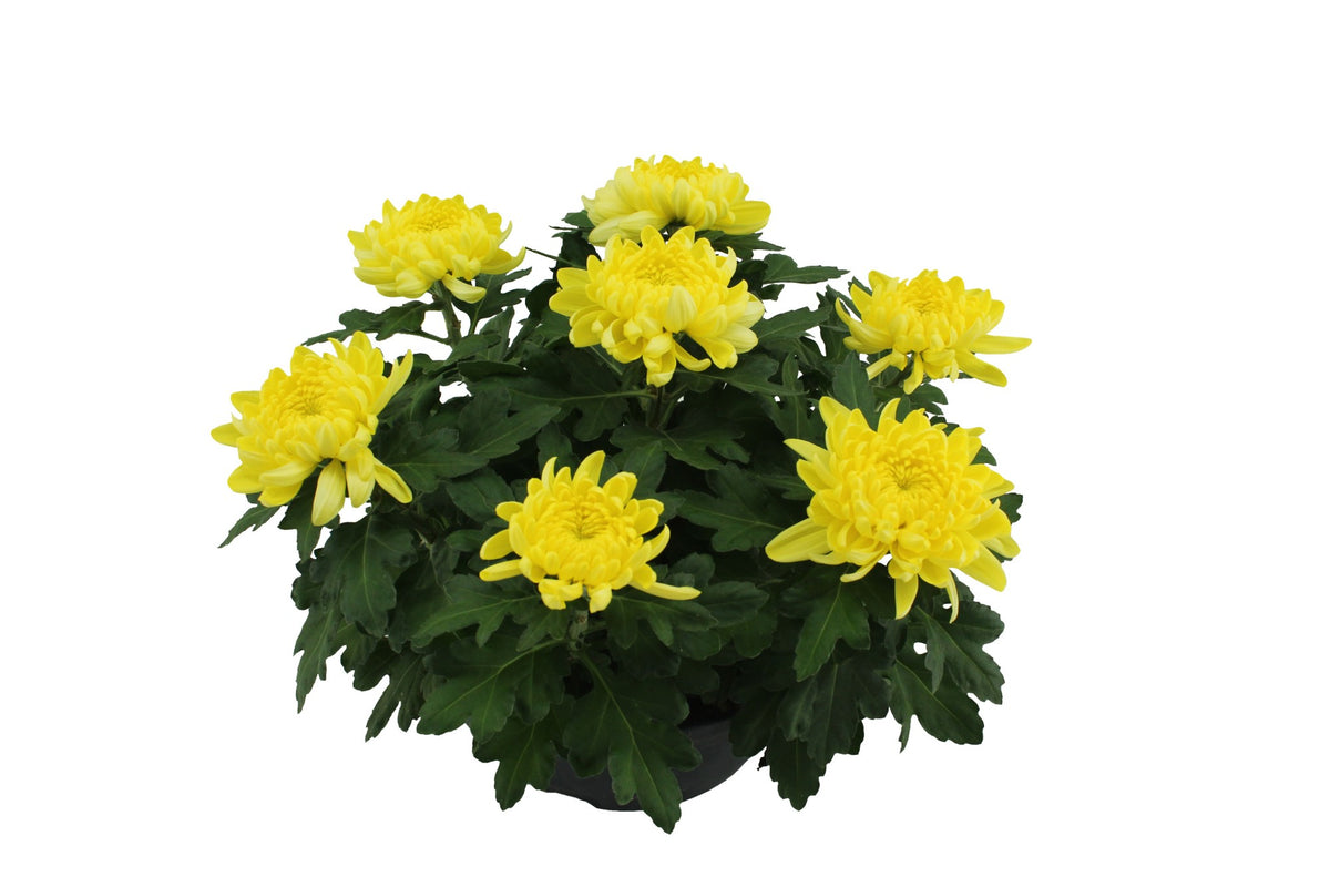 Chrysanthemum Cosmo Yellow 32cm 23cm Pot