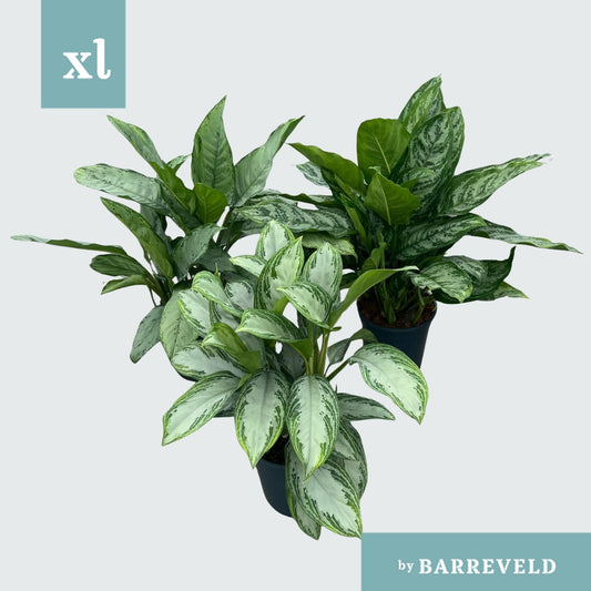 Aglaonema mix 70cm 24cm Pot