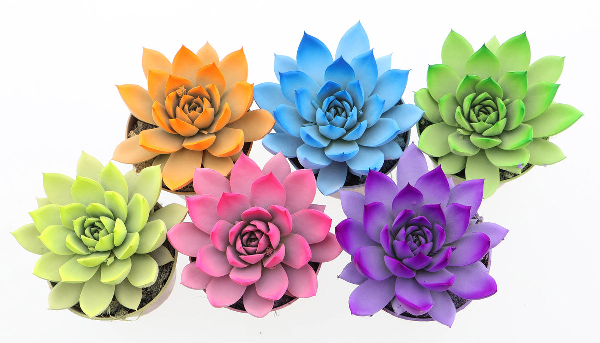 Rainbow spring mix 10cm 8.5cm Pot
