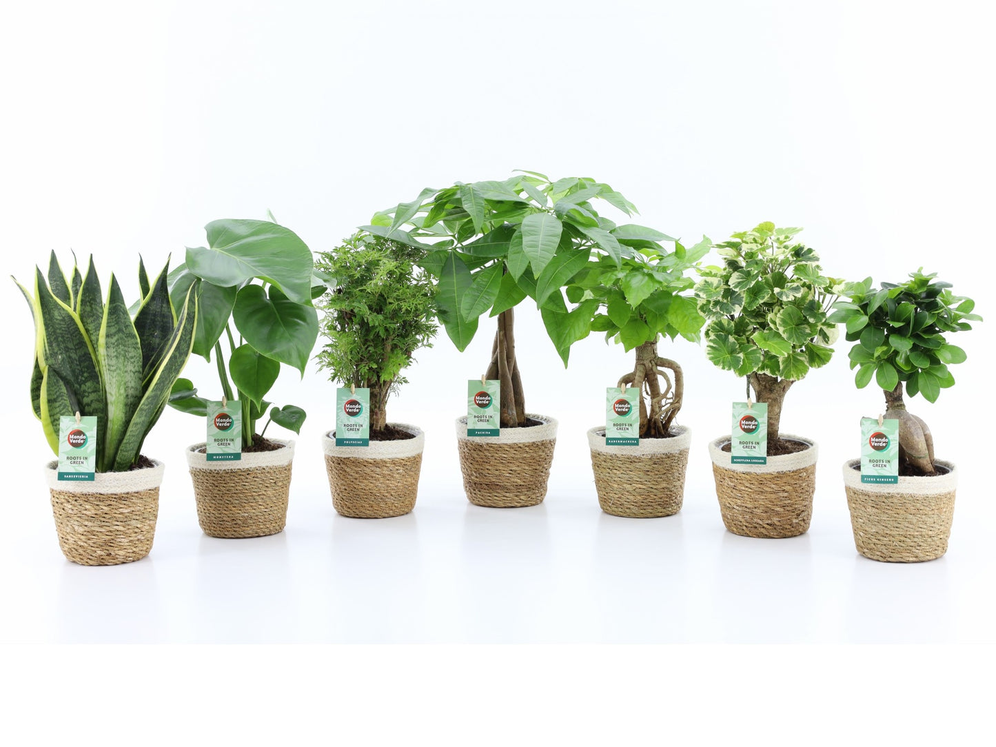 Foliage houseplants mix 35cm 14cm Pot