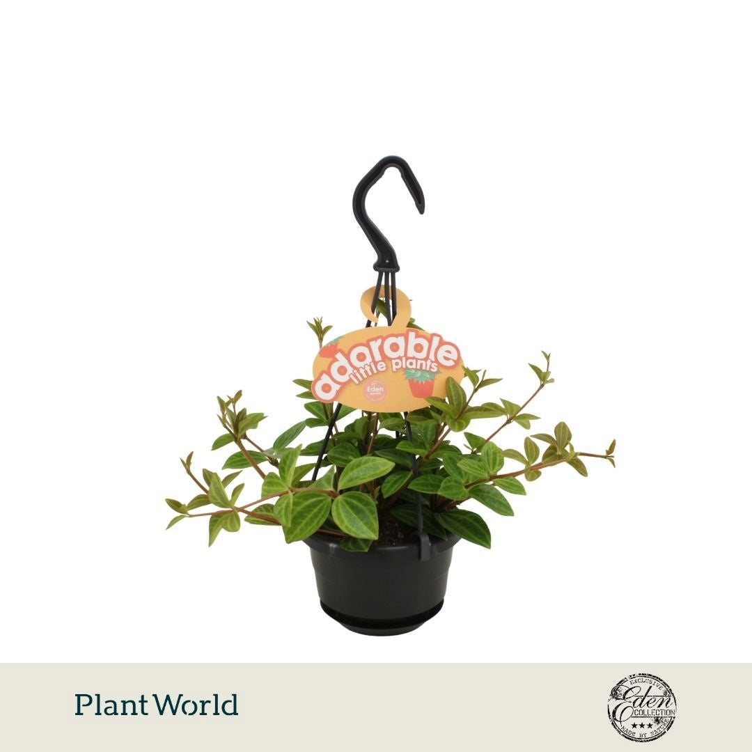 Plantworld Smit Kwekerij Peperomia ang. Rocca Vivace Pack of 5