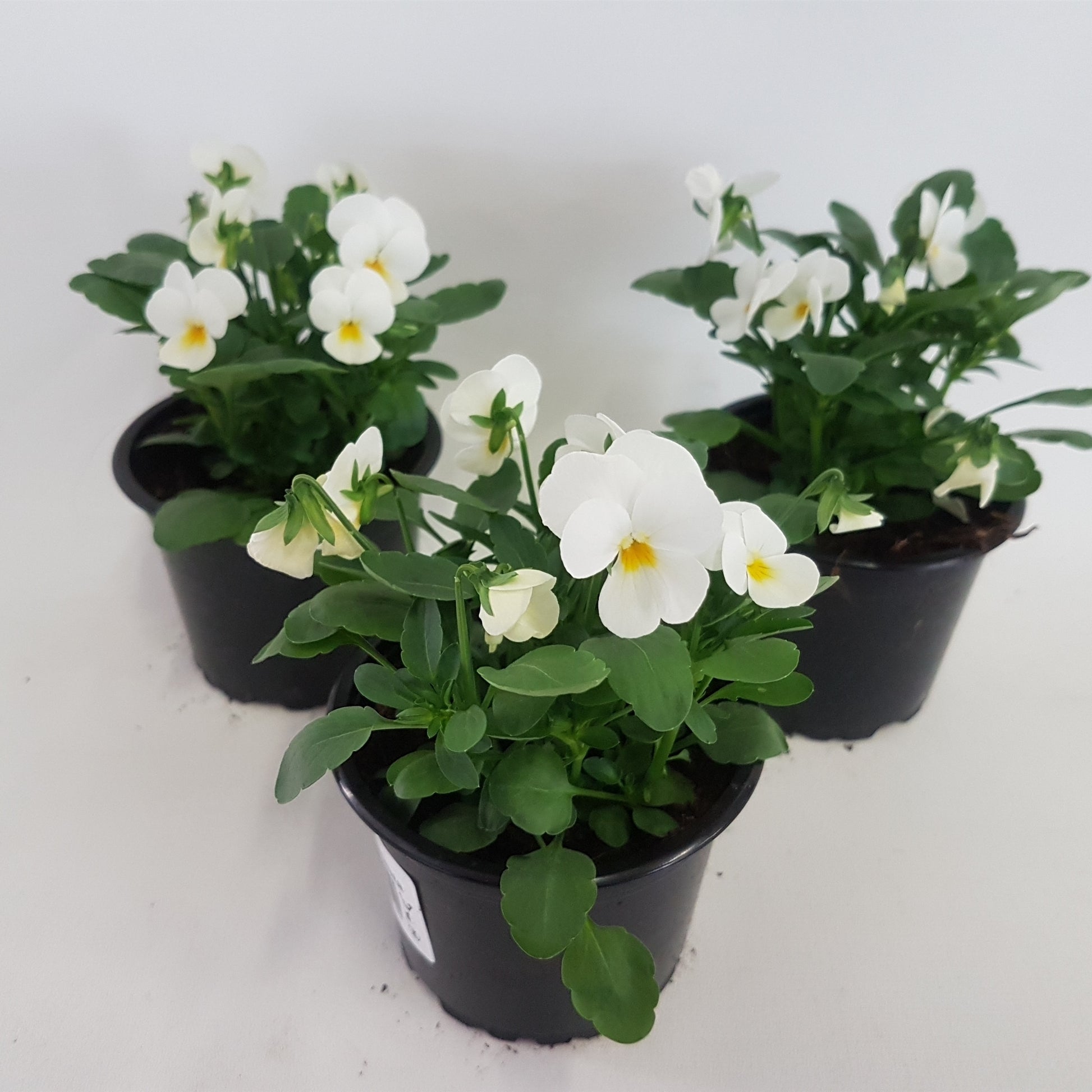 Spaloo-Plant Viola Callisto White Pack of 18