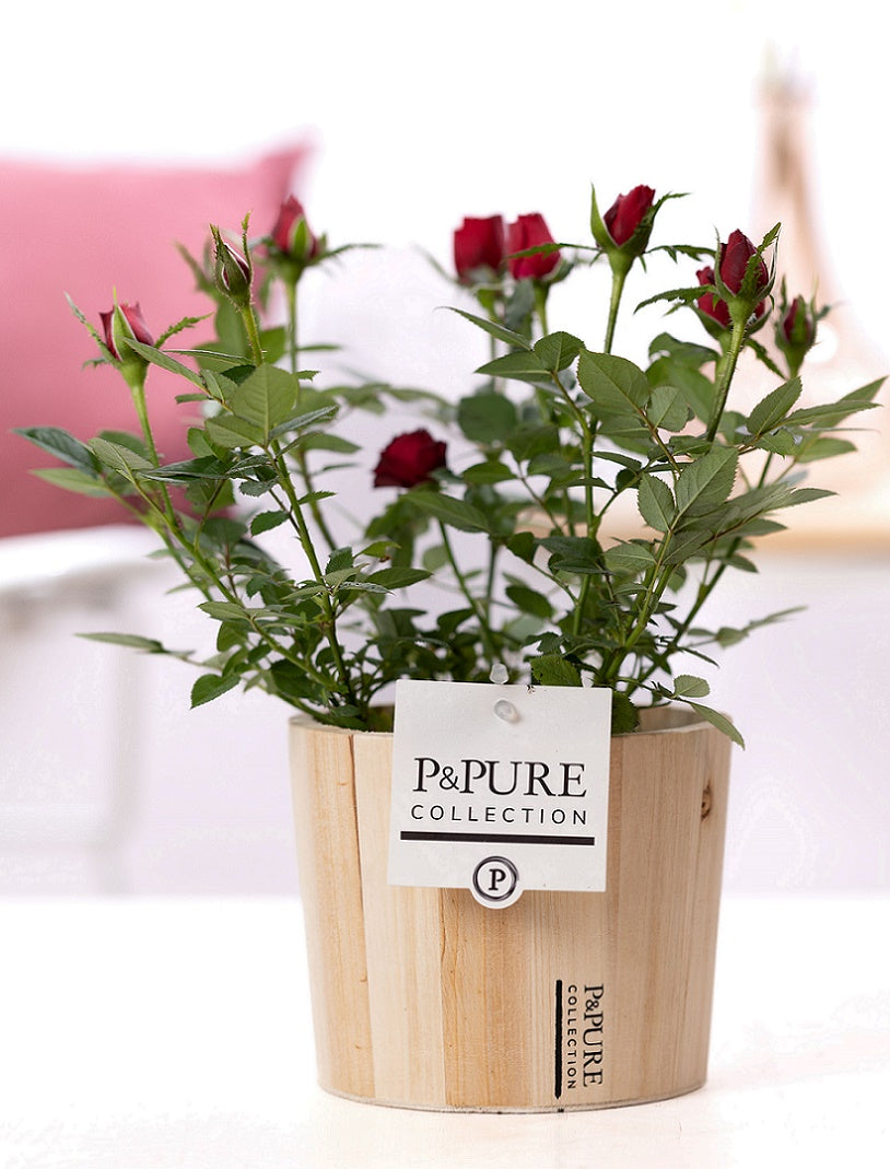 Rosa Beau Monde red 28cm 12cm Pot