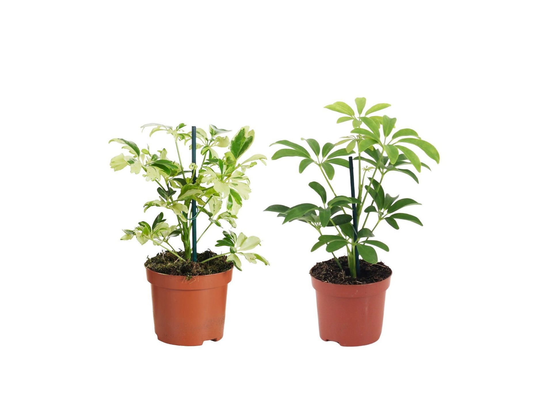 Schefflera hybrid 20cm 9cm Pot