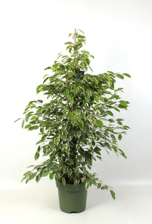 Ficus benjamina Golden King 130cm 27cm Pot