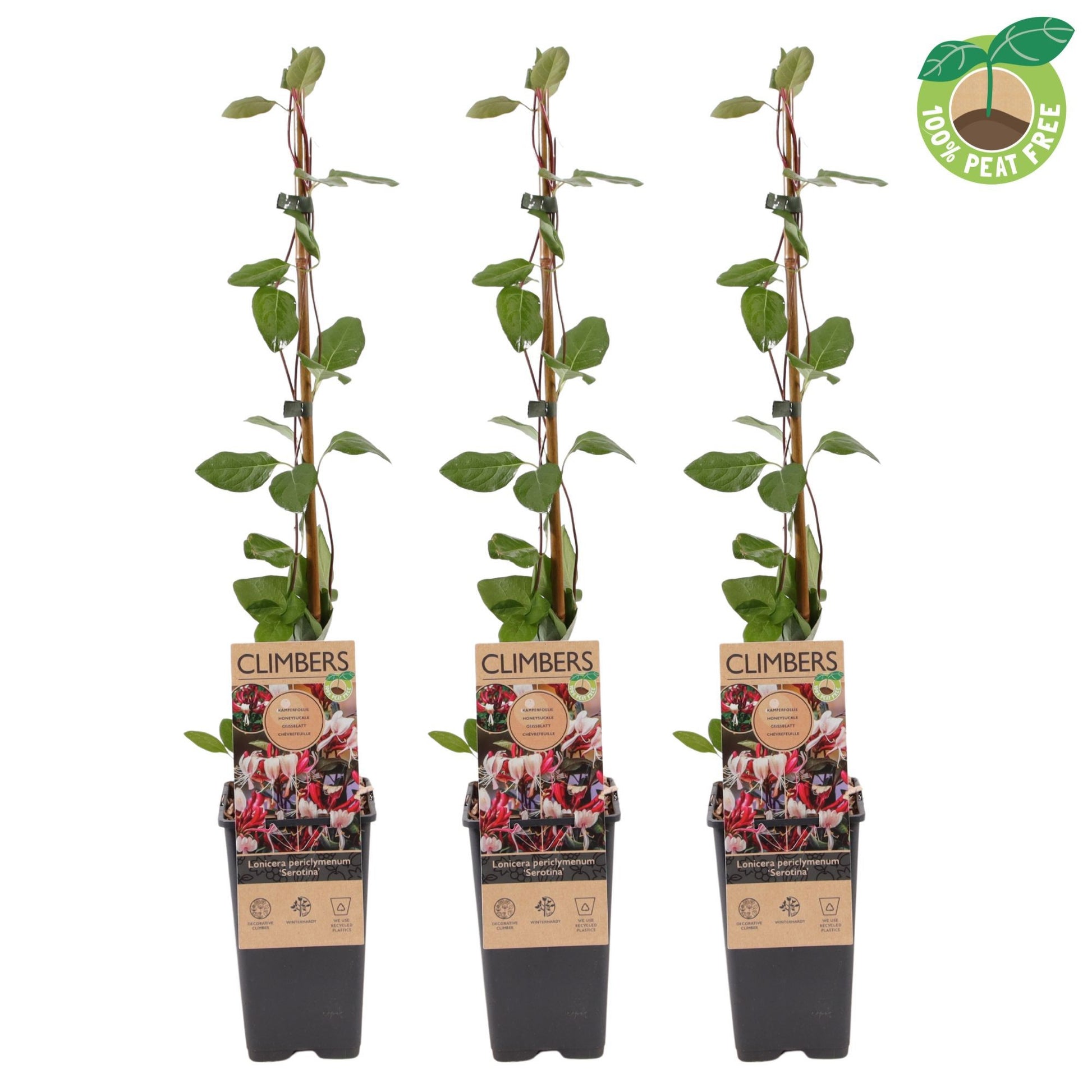 Streng Growers B.V. Lonicera Serotina Pack of 10