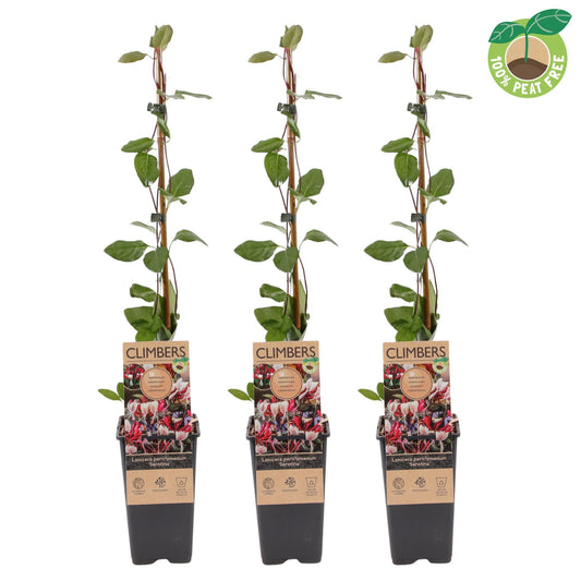 Lonicera Serotina 65cm 15cm Pot