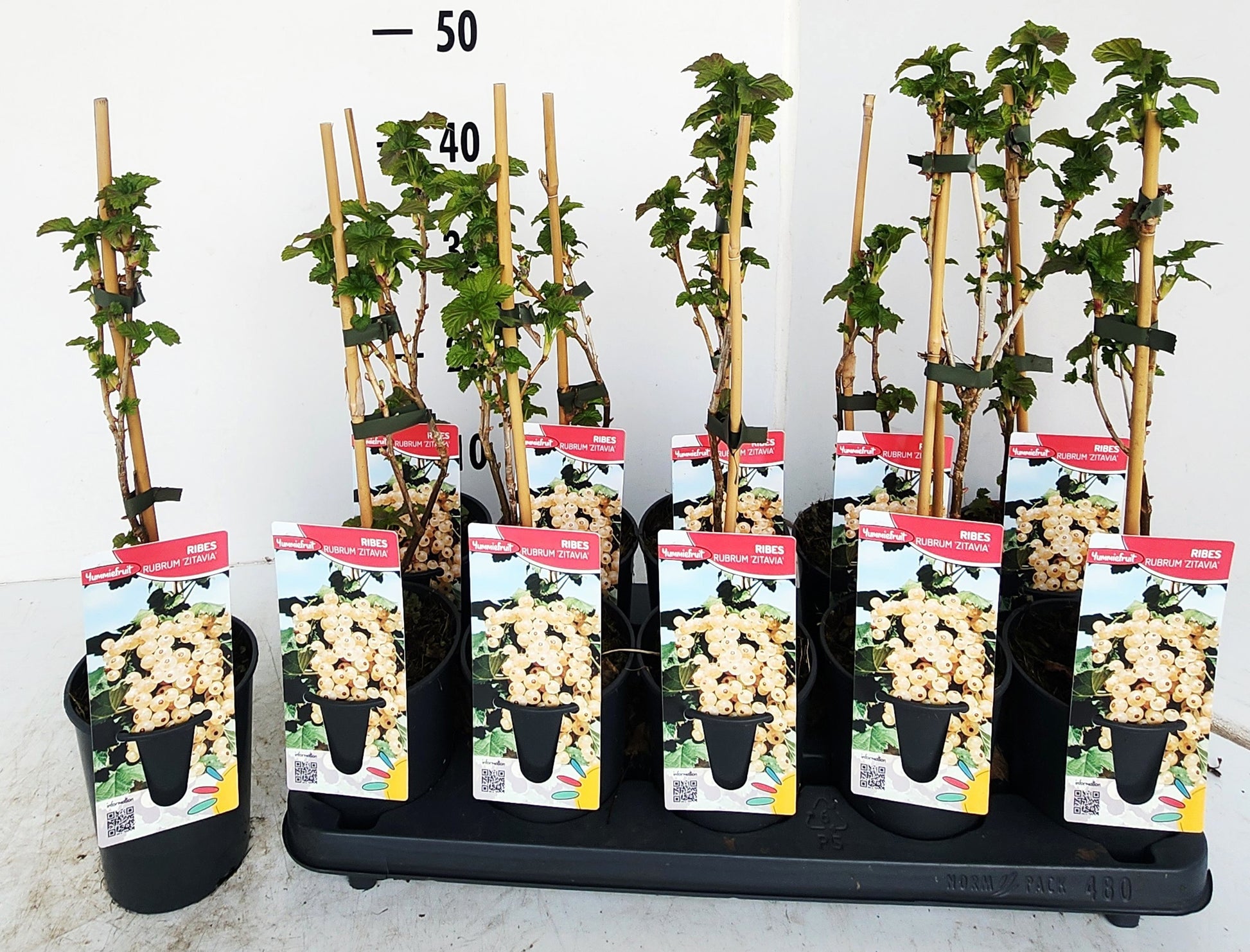 Ribes rub. witte Hollander 50cm 12cm Pot