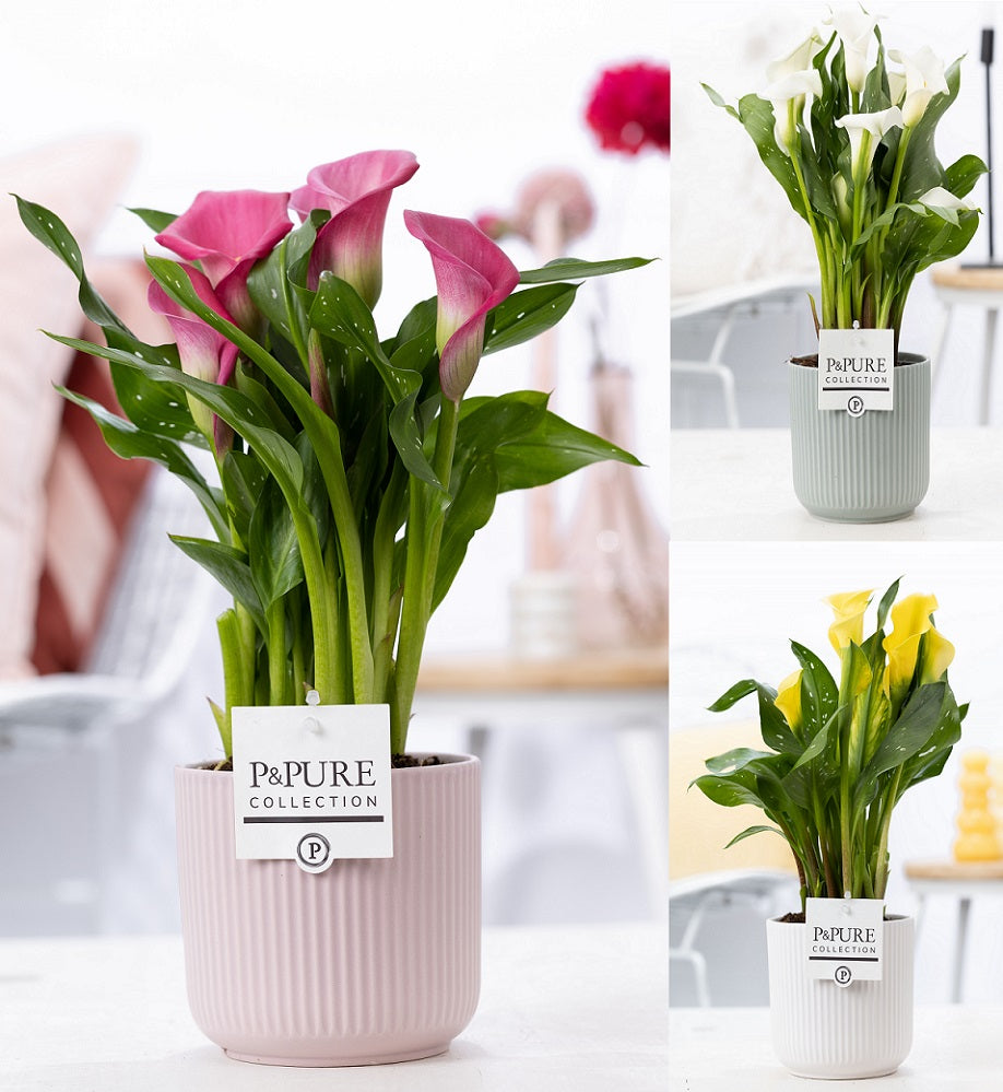 Zantedeschia 40cm 12cm Pot