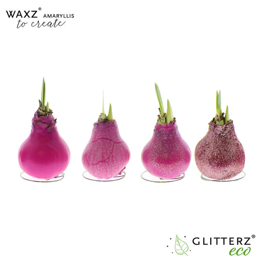 Hippeastrum Waxz to Create Pink 15cm 998cm Pot