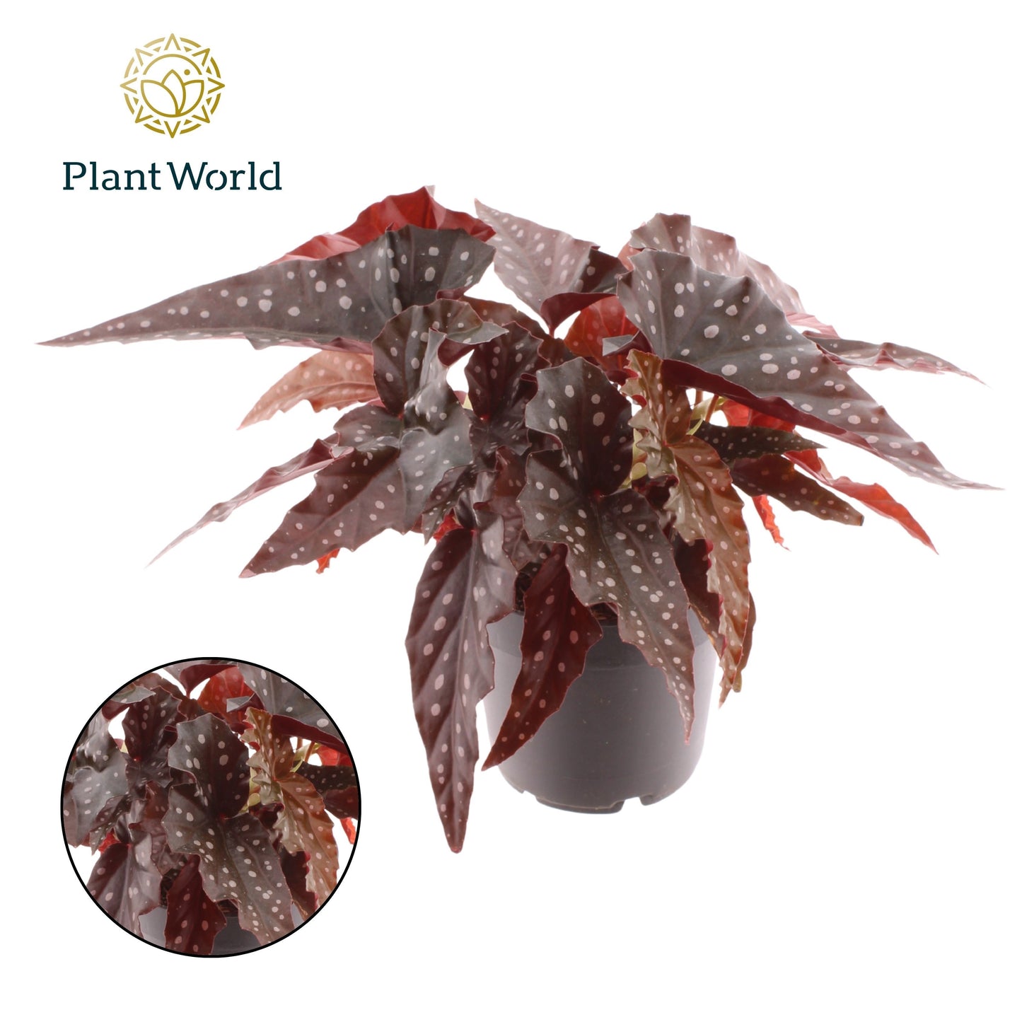 Begonia Black Forest 20cm 12cm Pot