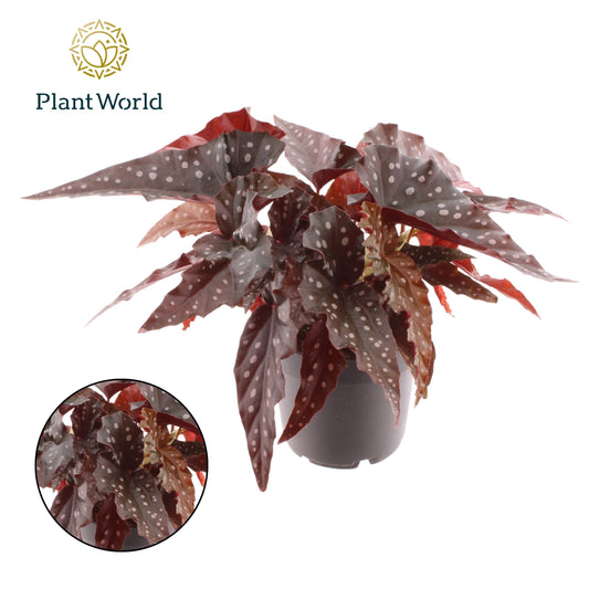 Begonia Black Forest 20cm 12cm Pot