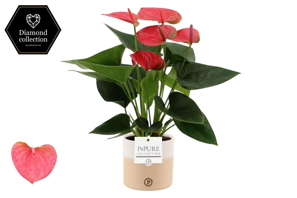 Anthurium Sweet Dream 40cm 12cm Pot