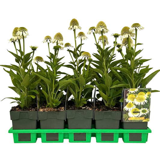 Echinacea purpurea 25cm 11cm Pot
