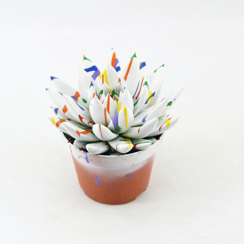 Echeveria colored Splash white 13cm 510cm Pot