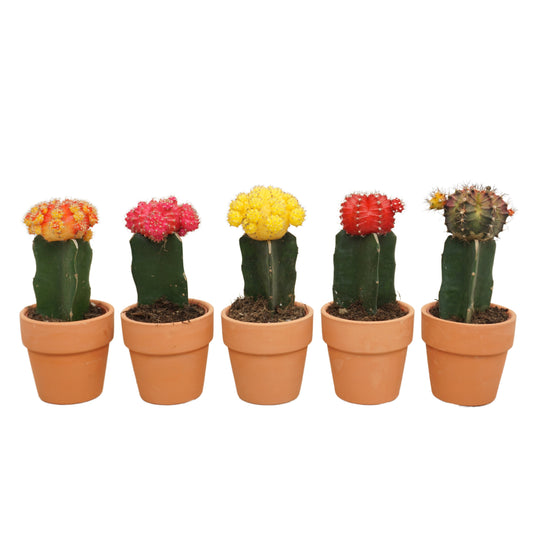 Gymnocalycium mix (+ drp.terracotta) 13cm 5.5cm Pot