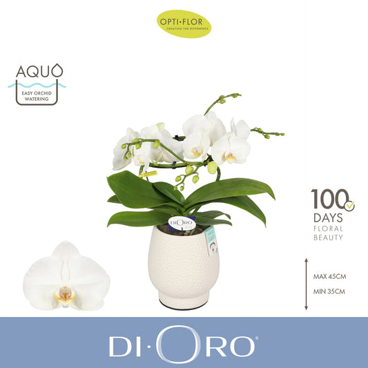 Phalaenopsis white 50cm 12cm Pot