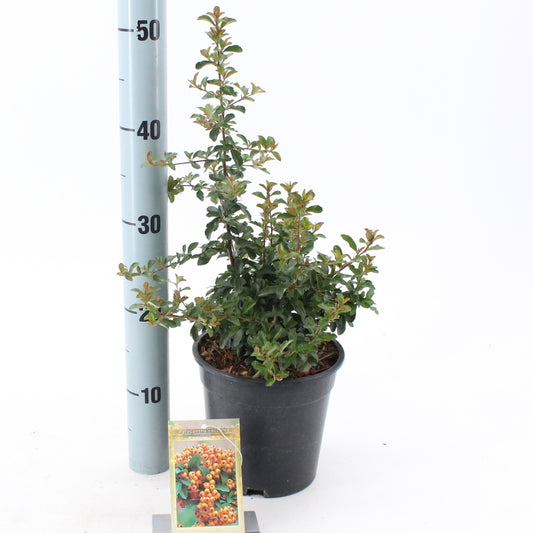 Pyracantha Teton 25cm 17cm Pot