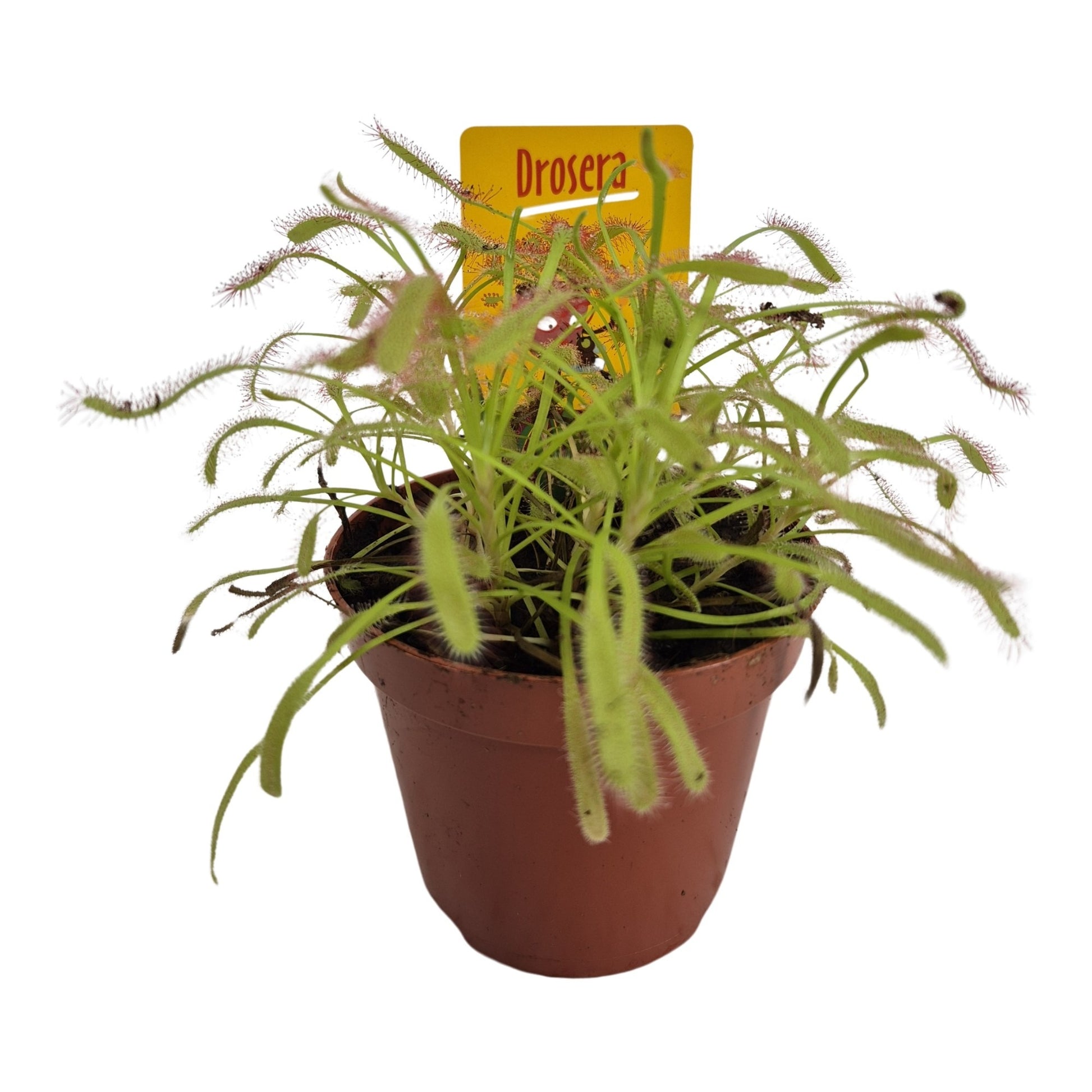 Drosera mix 12cm 8.5cm Pot
