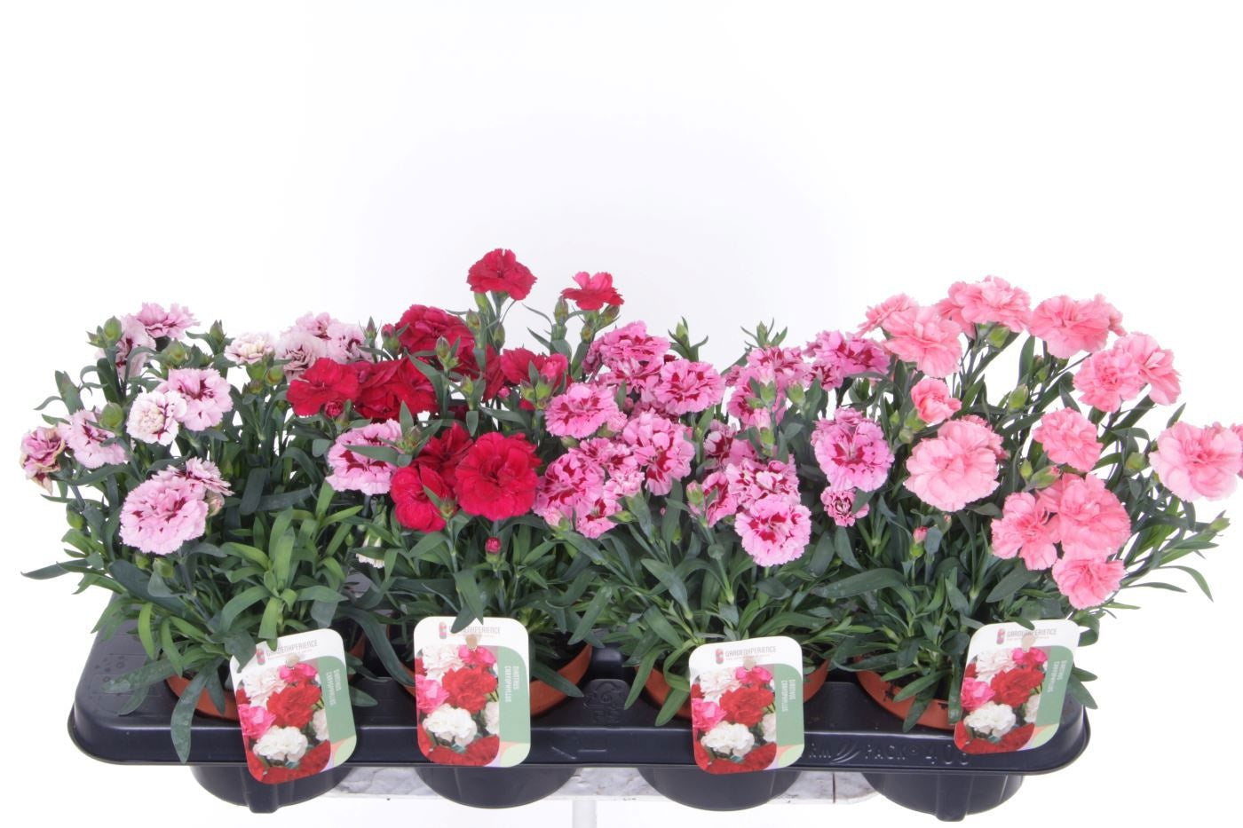 Dianthus caryophyllus 30cm 13cm Pot