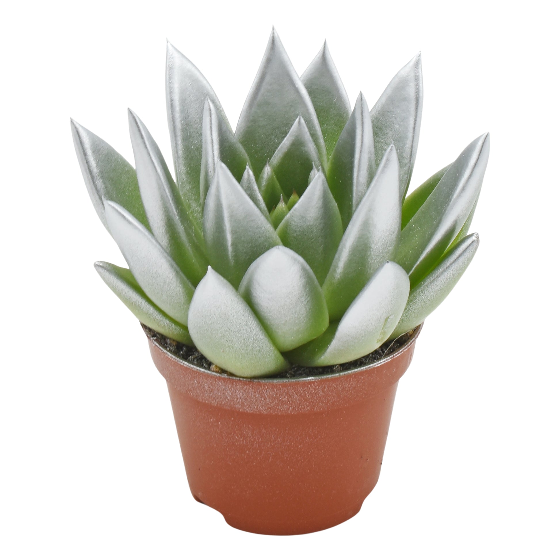 Echeveria Miranda 8cm 6cm Pot