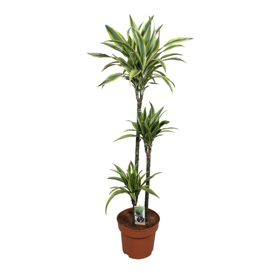 Dracaena fragrans Lemon Lime 150cm 27cm Pot