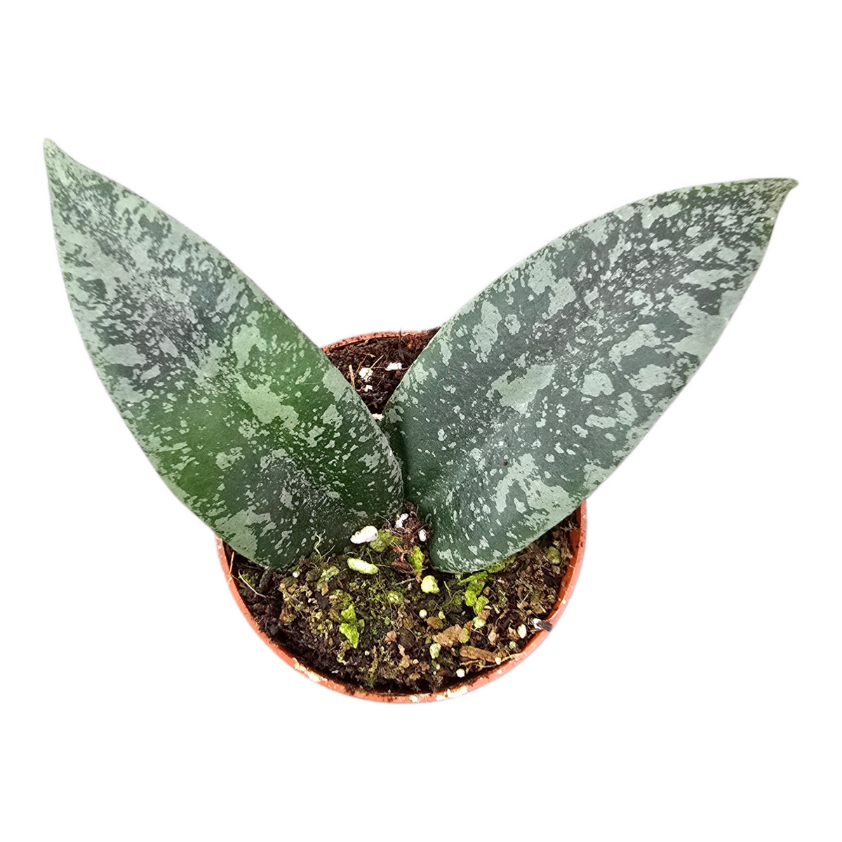 Hoya car. Compacta 7cm Pot