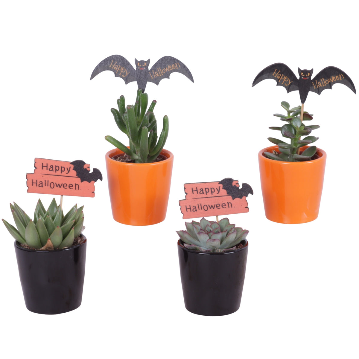 Succulent mix 15cm 7cm Pot