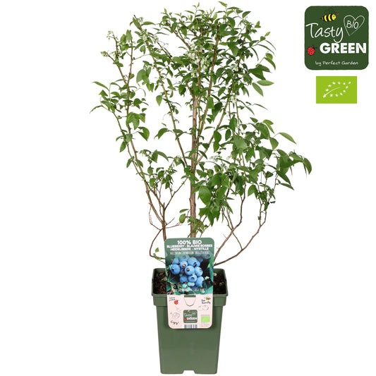 Vaccinium corymbosum ("Blueberry") 70cm 23cm Pot