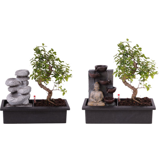 Bonsai mix 30cm 29cm Pot