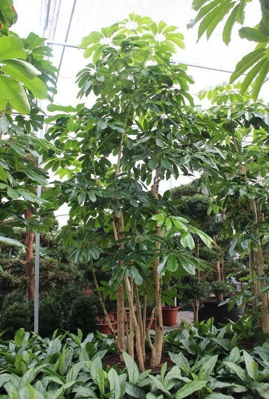 Schefflera Amate 500cm 96cm Pot