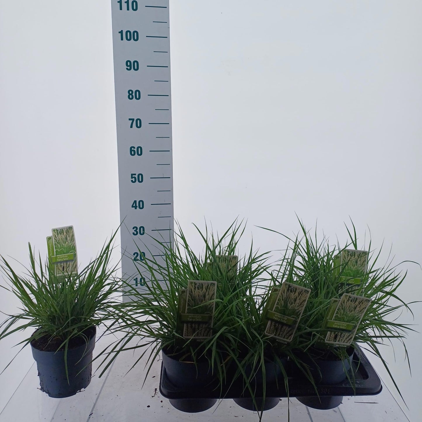 Pennisetum Fairy Tails 25cm 17cm Pot