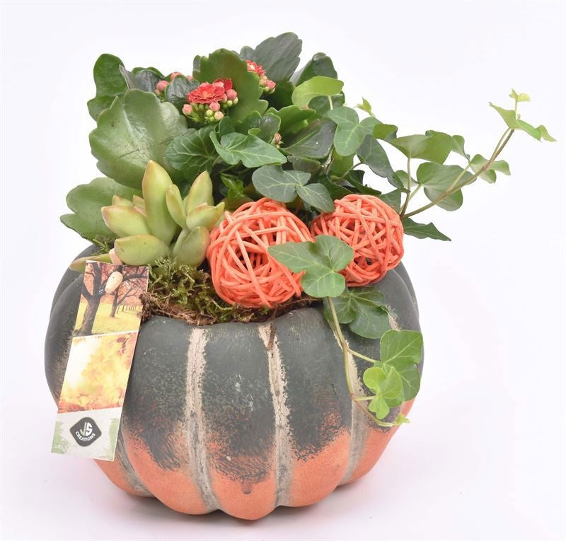 Indoor arrangement 16cm Pot