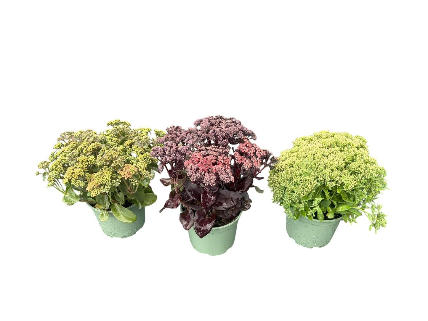 Woudenberg, VOF Gebr. van Sedum album mix Pack of 1