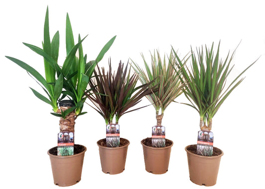 Dracaena mix 45cm 12cm Pot