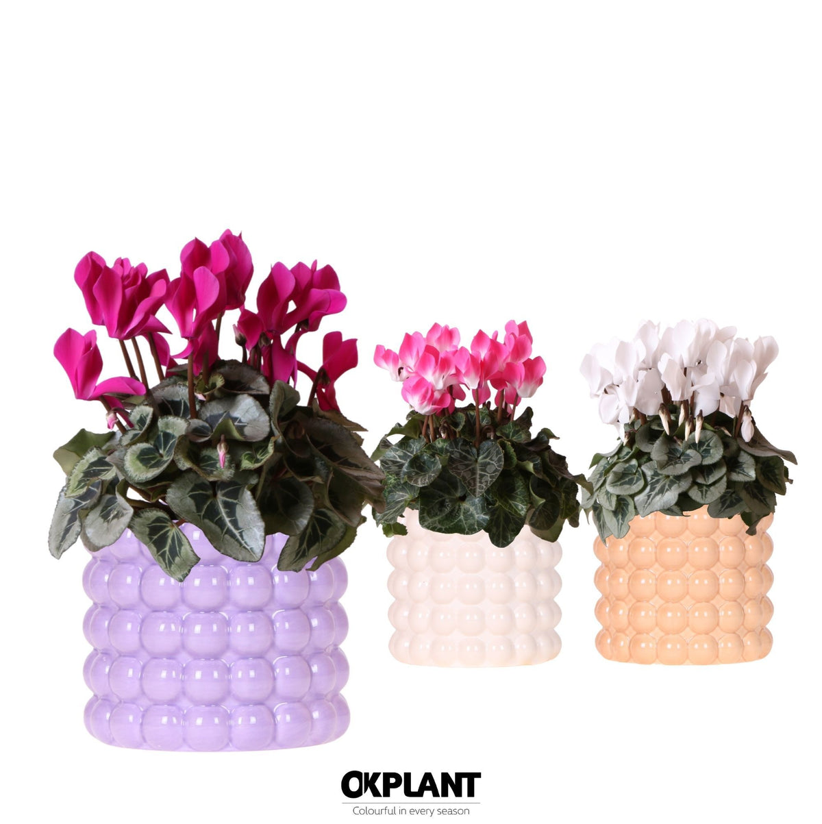 Cyclamen midi 25cm 12cm Pot
