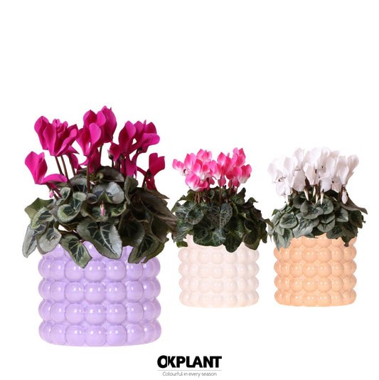 Cyclamen midi 25cm 12cm Pot