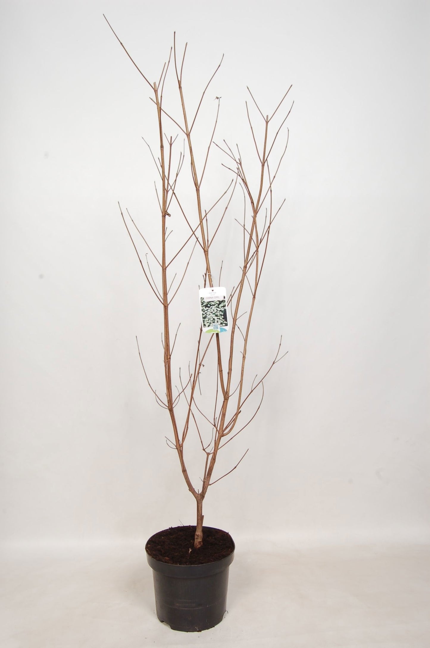 Cornus kousa China Girl 100cm 29cm Pot