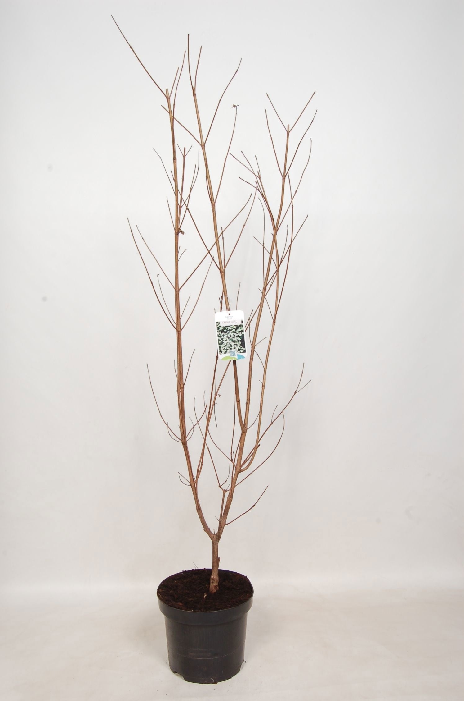 Cornus kousa China Girl 100cm 29cm Pot