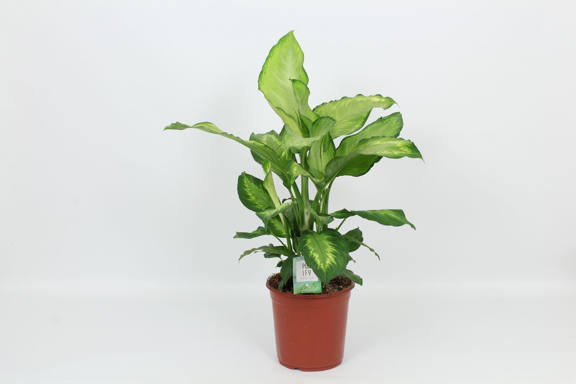 Elstgeest Potplanten Dieffenbachia Ivory Green Pack of 3