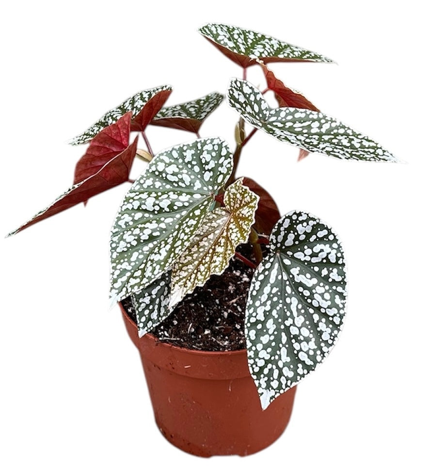 J.M. Plants, Kwekerij Begonia Cottage Bright Red Pack of 6